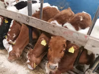 सांड, Simmental cattle — फ़ोटो 1