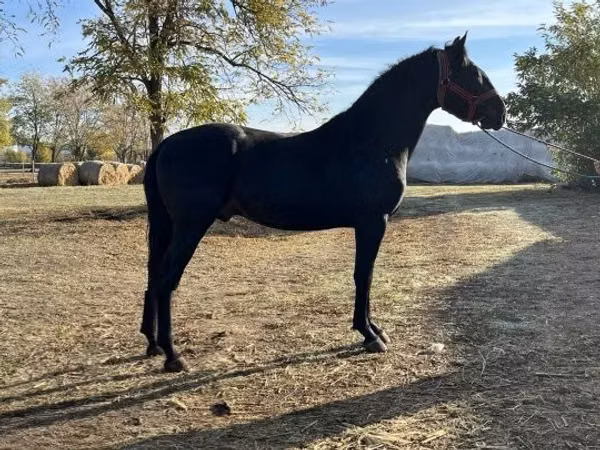 公马, Nonius horse