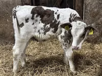 Cattle (batch, sex not specified), Simmental cattle — photo 7