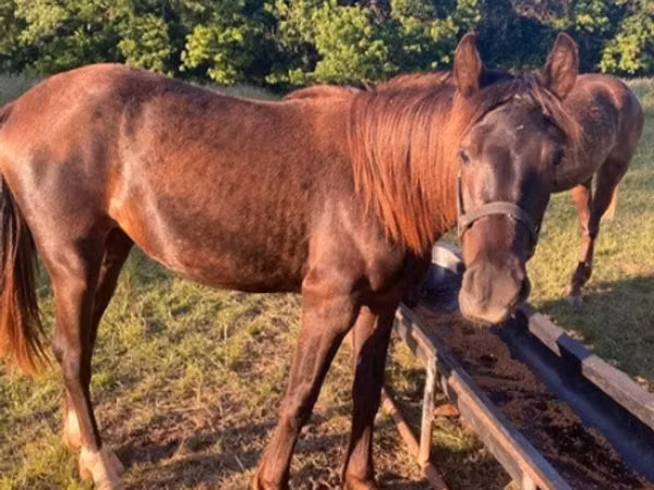 Horse (M), Black Sea breed