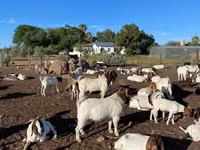 Goats (batch, sex not specified), Boer goat — photo 1