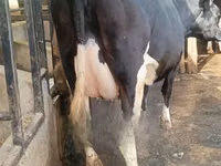 Vaca, Raza Holstein — foto 1