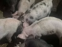 Schweine (Partie, Geschlecht nicht angegeben), Schweine — Foto 4