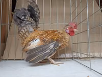 Chickens — Foto 2