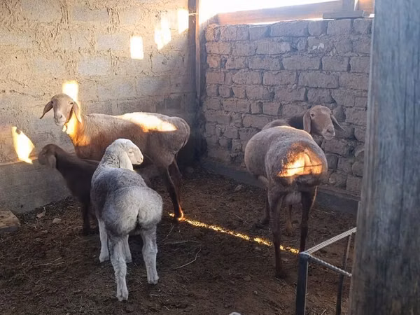 Schaf, Arashan sheep