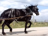घोड़ी, Percheron — फ़ोटो 7