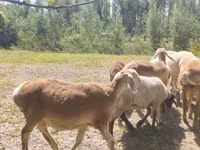 Ram, Afghan Arabi sheep — photo 2