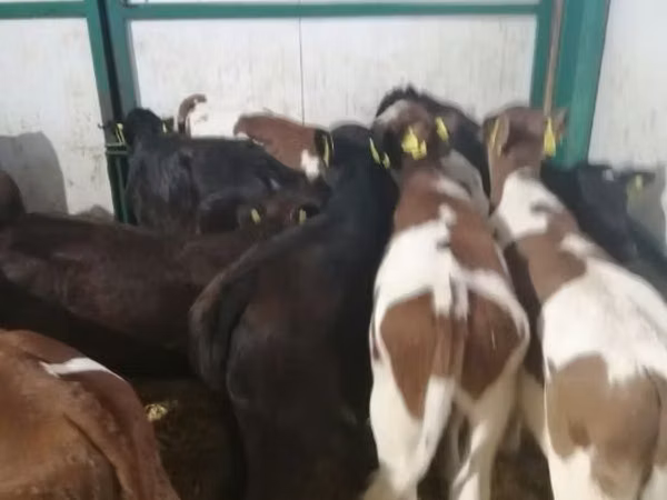 公牛, Cattle