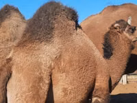 ऊँट (लॉट, लिंग निर्दिष्ट नहीं), Kazakh Bactrian camel — फ़ोटो 2