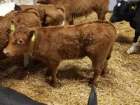 牛只（批次，未指定性别）, Cattle — 照片 5