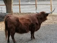Vaca, Highland — foto 3