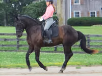 Hengst, Percheron — Foto 6