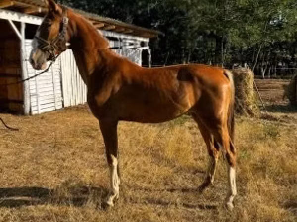 घोड़ी, Dutch warmblood horse