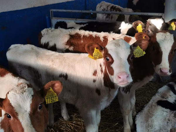 Bulle, Simmental cattle