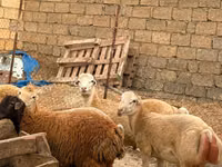 Schaf, Apsheron sheep — Foto 6