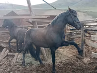公马, Altai horse — 照片 1