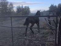 حصان, Thoroughbred horse — الصورة 4