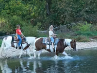 Hengst, Quarter Horse — Foto 8