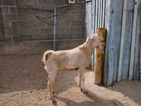 Goat, Kamori goats — photo 1