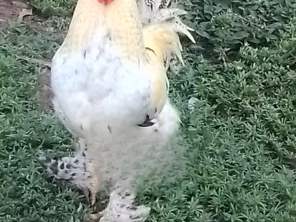 Shamo chickens