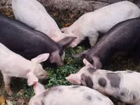 Eber, Schweine — Foto 4