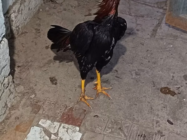 马来斗鸡