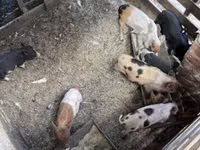 Schweine (Partie, Geschlecht nicht angegeben), Schweine — Foto 2