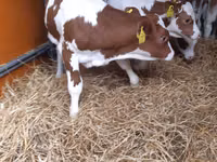 सांड, Pinzgauer cattle — फ़ोटो 3