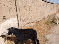 Billy Goat, Goats — photo 4