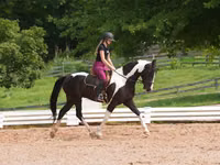 Hengst, Friesian — Foto 8