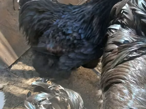 أوسترالورب