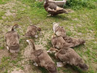 Ducks — photo 7