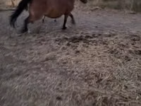 فرس, Fjогd — الصورة 1