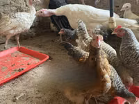Turkeys — फ़ोटो 2