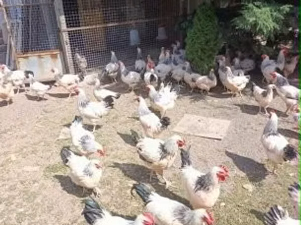 萨塞克斯