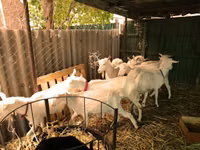 Goats (batch, sex not specified), Pomellata goat — photo 3