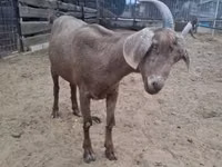 Sheep, Sheep — photo 3