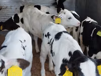 أبقار (دفعة، الجنس غير محدد), Russian Black pied cattle — الصورة 5