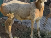 Ram, Arashan sheep — photo 6