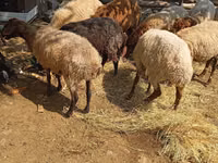 绵羊（批次，未指定性别）, Sheep — 照片 4