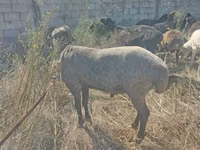 Widder, Arabi sheep — Foto 3
