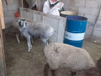 نعجة, Yecheng sheep — الصورة 1