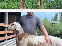 نعجة, East Friesian Dairy sheep — الصورة 1