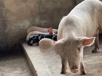 Schweine (Partie, Geschlecht nicht angegeben), Schweine — Foto 2