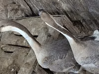 Turkeys — الصورة 4