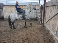 خيول (دفعة، الجنس غير محدد), Horse breed — الصورة 8