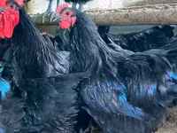 Australorp — photo 3