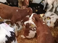 牛只（批次，未指定性别）, Simmental cattle — 照片 2