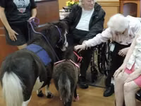 Yegua, Miniature horse — foto 1