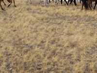 Caballos (lote, sexo no especificado), Caballos — foto 7